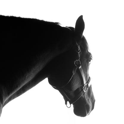 Black Horse