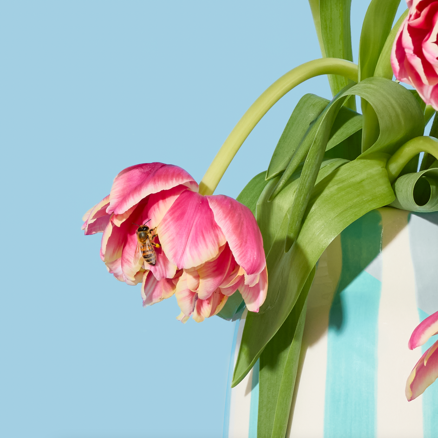 Flowers and Insects