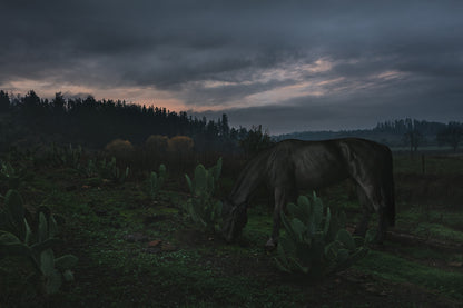 Horse and Nopals