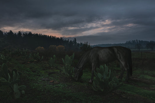 Horse and Nopals